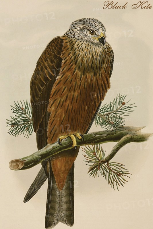 Black Kite