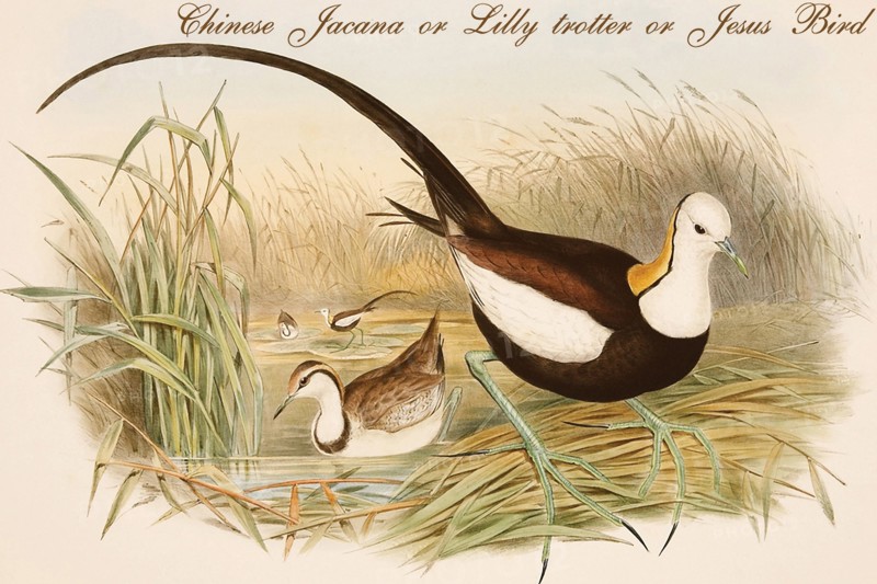 Chinese Jacana or Lilly trotter or Jesus Bird