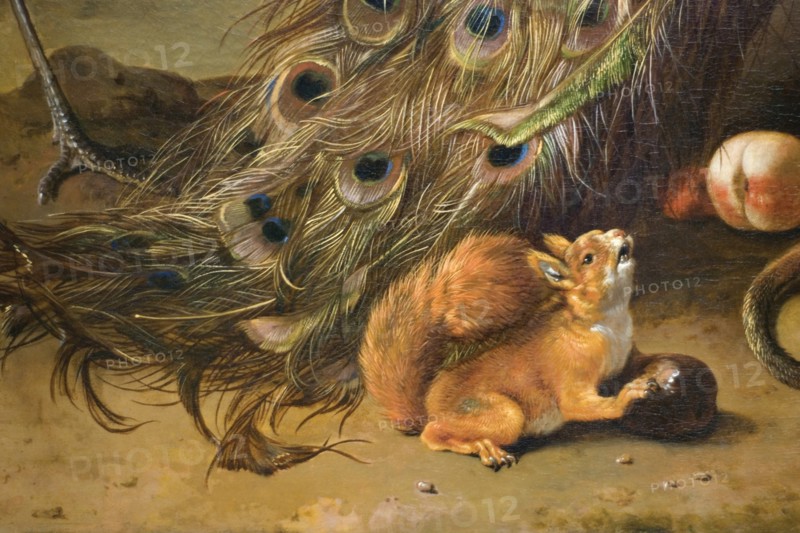 Squirrel Detail from Peacocks