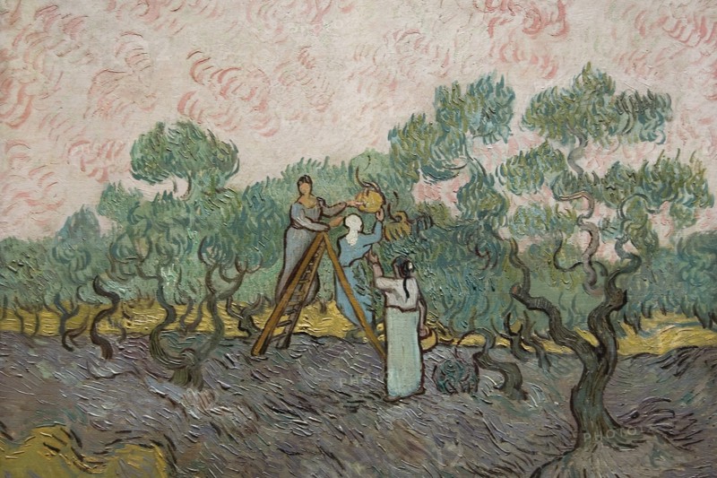 Women Picking Olives