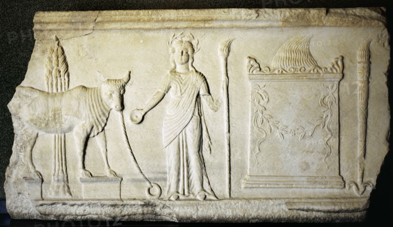 Sacrifice of a bull to the Demeter goddess.