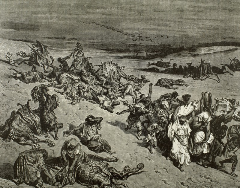 The Murrain of Beast. The Fifth Plague: Livestock Disease. Exod 9. Engraving by Gustave Dore. 19th C.