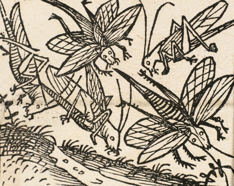 Old Testament. Plague of the Locusts.