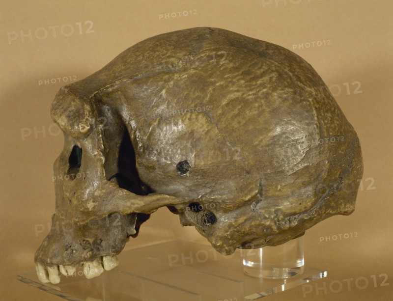 Homo rhodeiensis.
