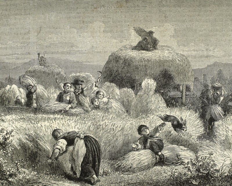 Agriculture. Mowing. Engraving, 19th century.