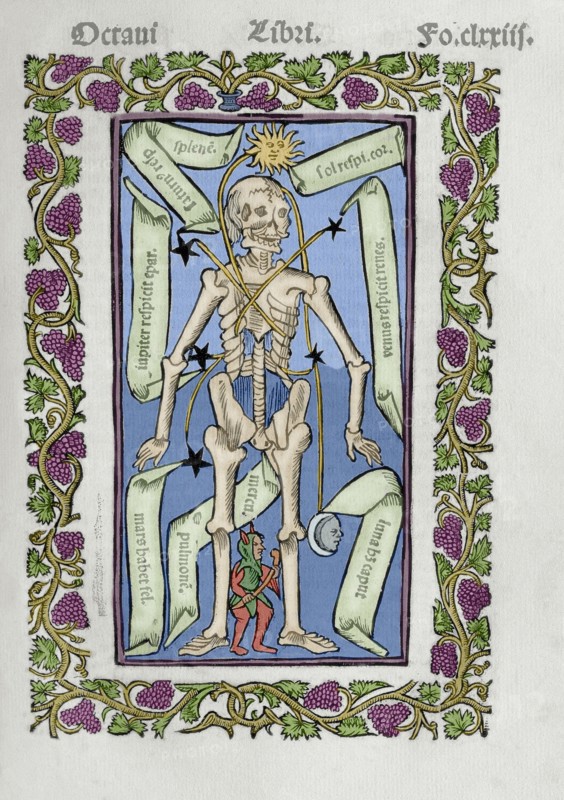 Description of the human skeleton.