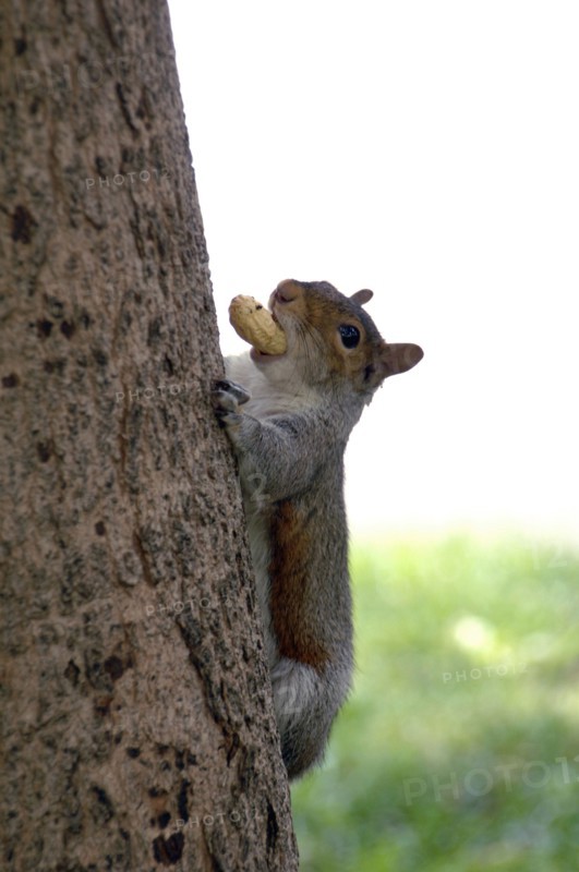 Squirrel.