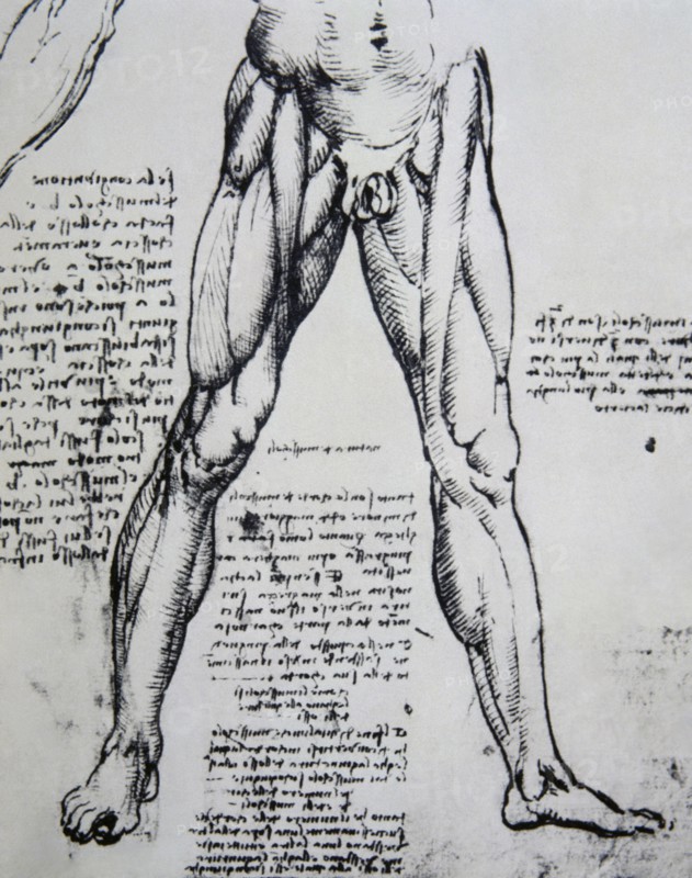 Drawing on anatomy by Leonardo da Vinci (1452-1519) The Muscles of the legs.