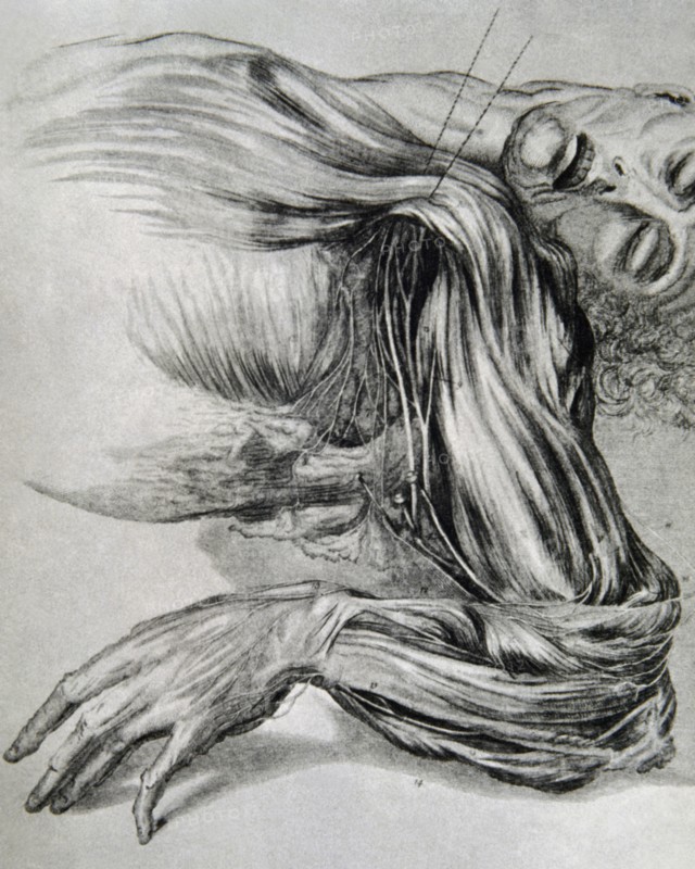 Drawing from a study of anatomy. Human muscles of the arms. 18th century.