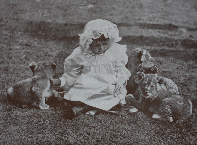Little girl plays with three lion cubs