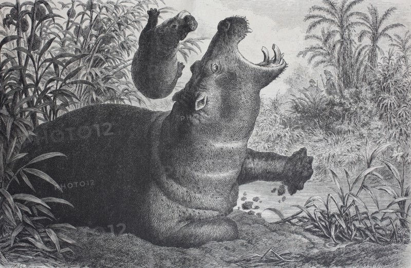 common hippopotamus