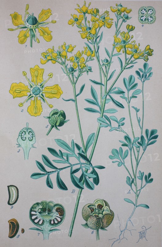 Digital improved high quality reproduction: Ruta graveolens