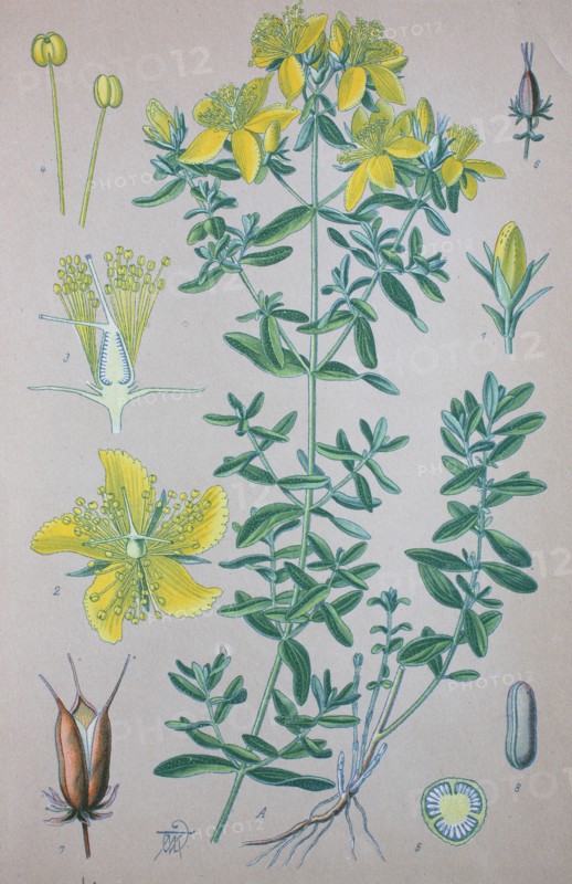 Digital improved high quality reproduction: Hypericum perforatum