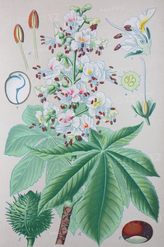 Digital improved high quality reproduction: Aesculus hippocastanum is a species of flowering plant in the soapberry and lychee family Sapindaceae