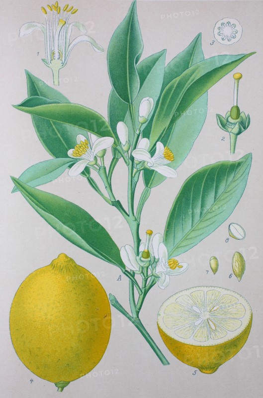 Digital improved high quality reproduction: The citron