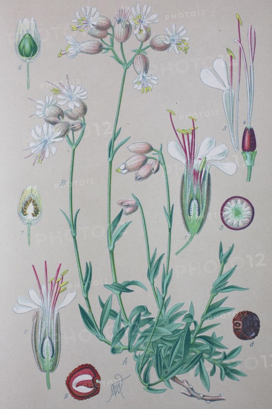 Digital improved high quality reproduction: Silene vulgaris