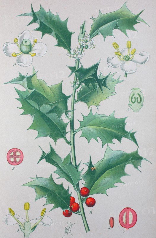 Digital improved high quality reproduction: Ilex aquifolium