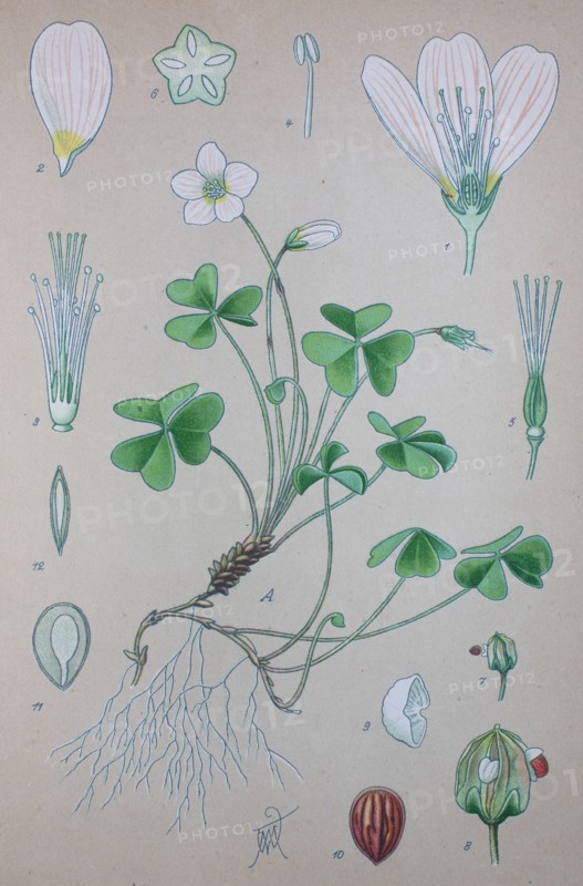 Digital improved high quality reproduction: Oxalis acetosella