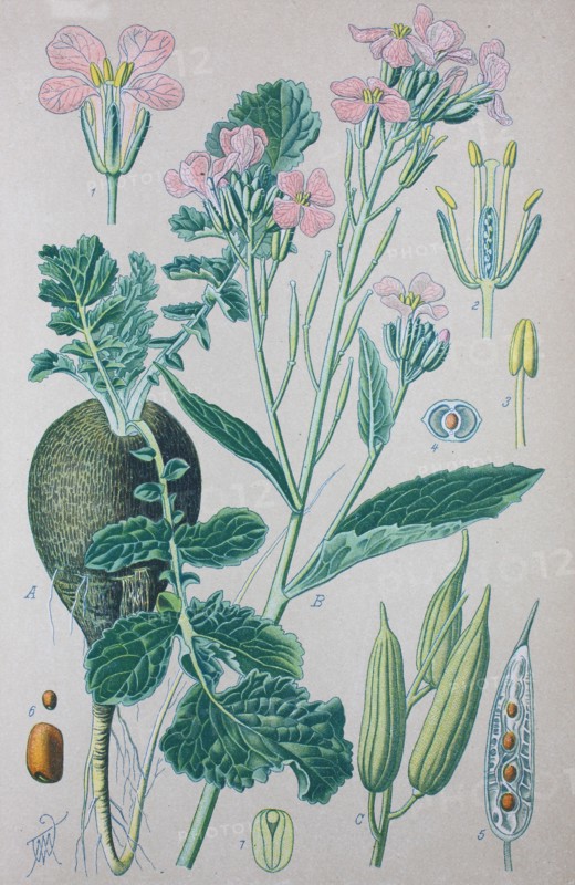 Digital improved high quality reproduction: The radish