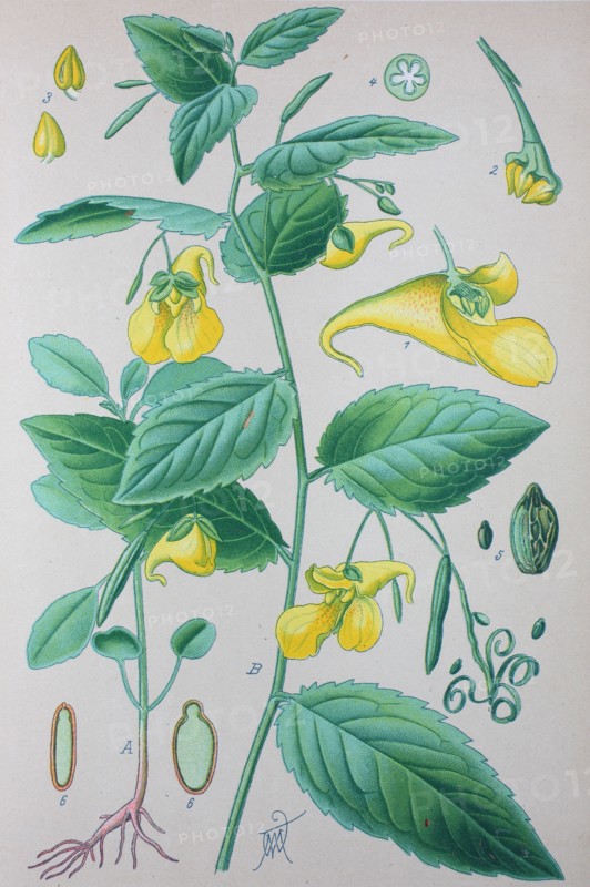 Digital improved high quality reproduction: Impatiens noli-tangere