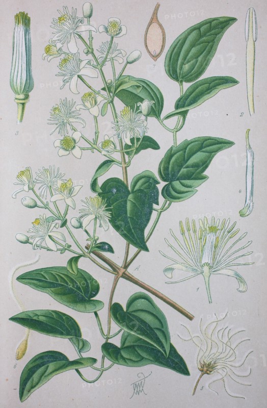 Digital improved high quality reproduction: Clematis vitalba