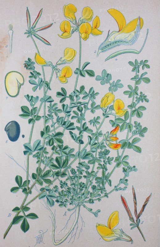 Digital improved high quality reproduction: Lotus corniculatus