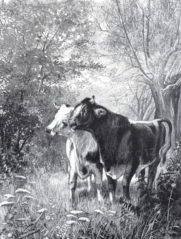 Digital improved reproduction