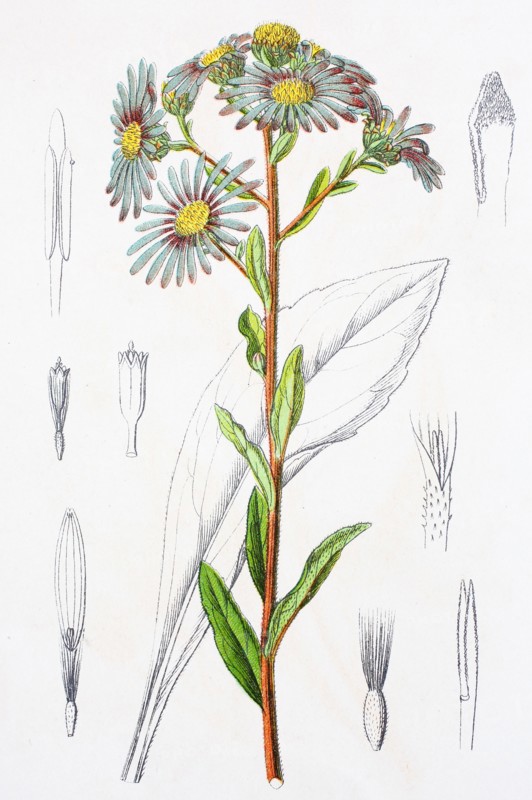 Digital improved reproduction of an illustration of