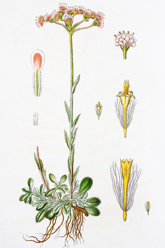 Digital improved reproduction of an illustration of