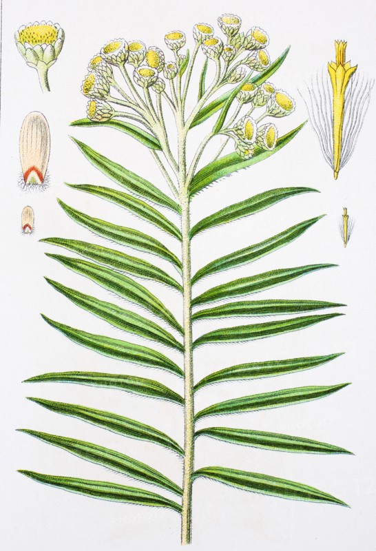 Digital improved reproduction of an illustration of
