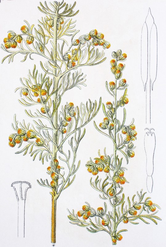 Digital improved reproduction of an illustration of