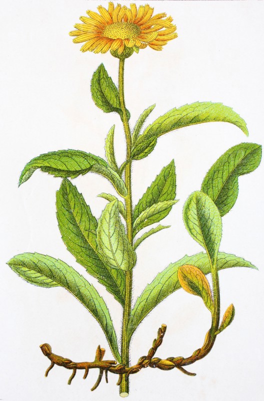 Digital improved reproduction of an illustration of