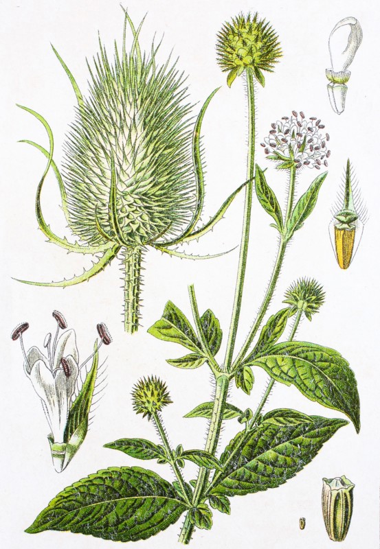 Digital improved reproduction of an illustration of