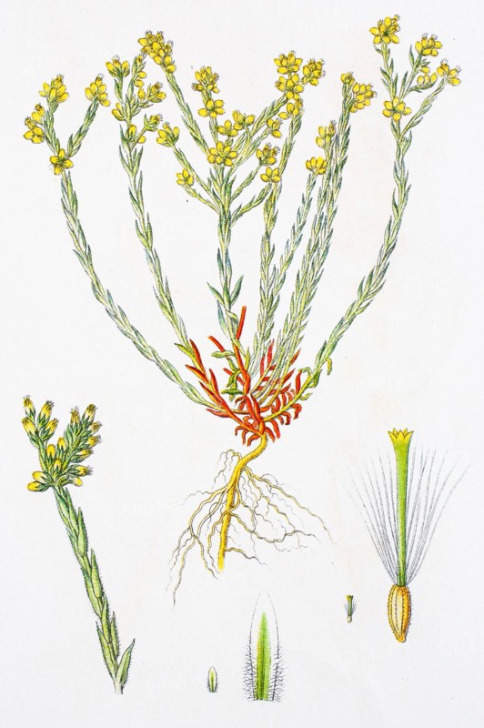 Digital improved reproduction of an illustration of