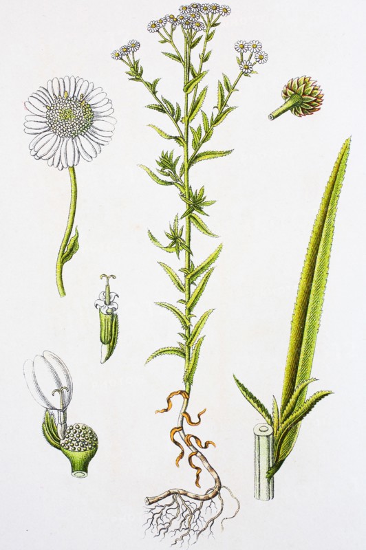 Digital improved reproduction of an illustration of