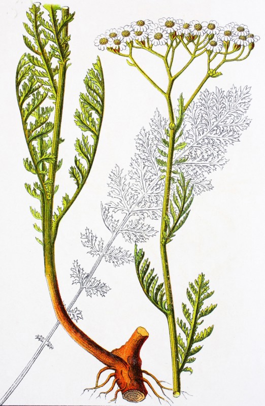 Digital improved reproduction of an illustration of