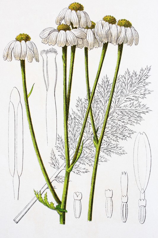 Digital improved reproduction of an illustration of