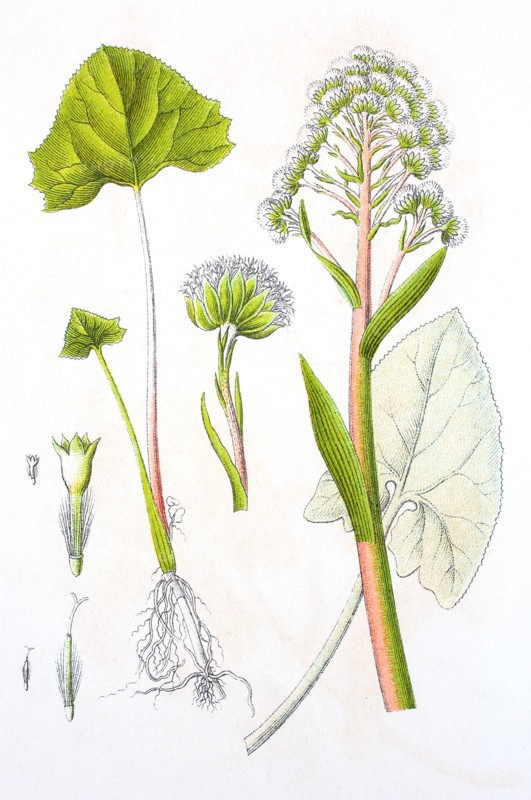 Digital improved reproduction of an illustration of