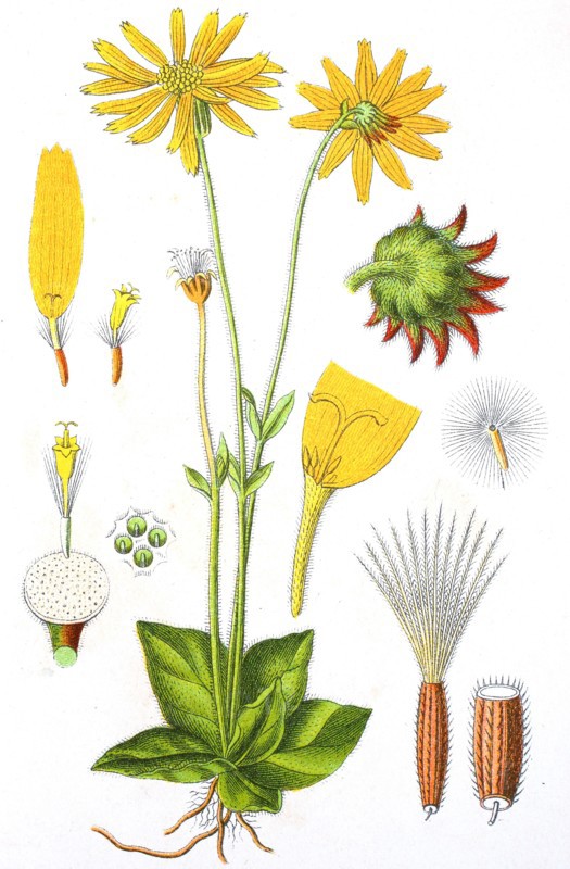 Digital improved reproduction of an illustration of