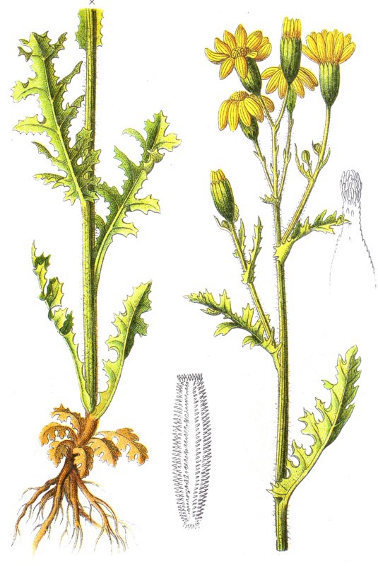 Digital improved reproduction of an illustration of