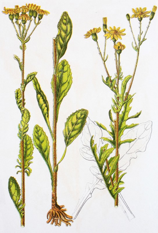 Digital improved reproduction of an illustration of