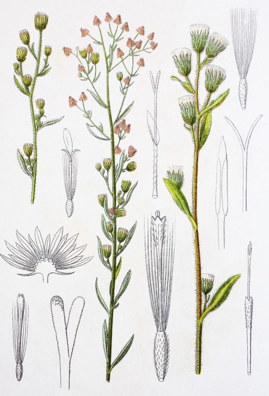 Digital improved reproduction of an illustration of