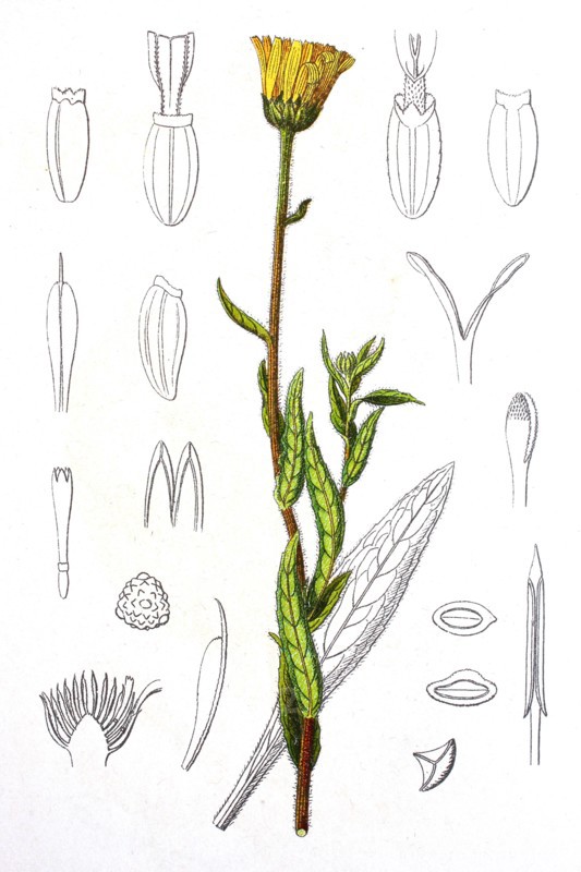 Digital improved reproduction of an illustration of