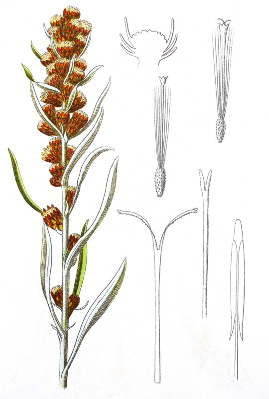 Digital improved reproduction of an illustration of