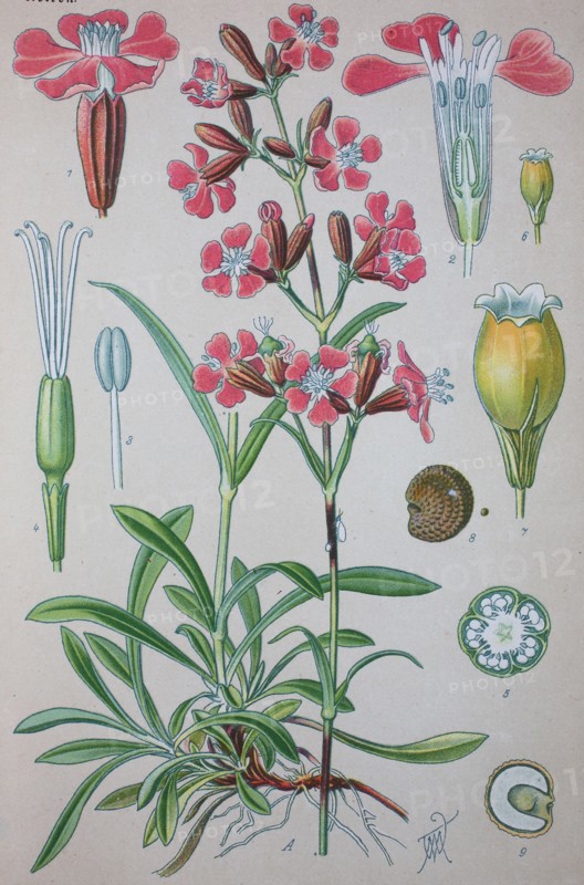 Digital improved high quality reproduction: Silene viscaria