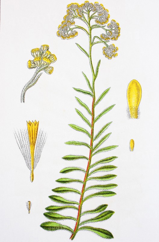 Digital improved reproduction of an illustration of