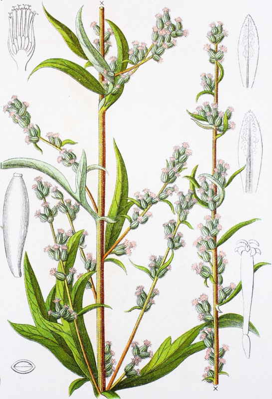 Digital improved reproduction of an illustration of