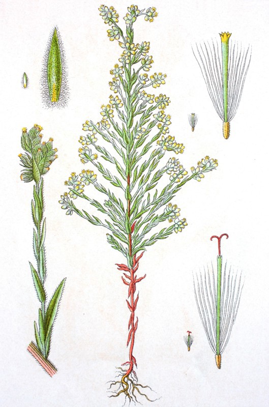 Digital improved reproduction of an illustration of