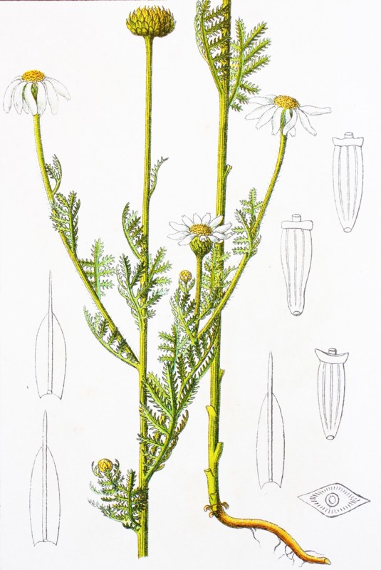 Digital improved reproduction of an illustration of