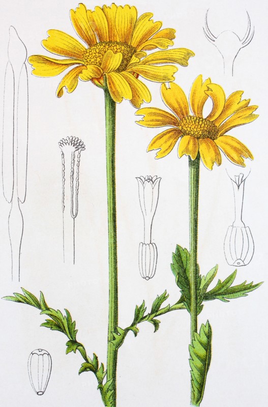 Digital improved reproduction of an illustration of
